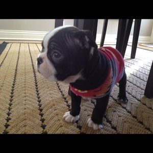 Meet your Posher, Chiqui